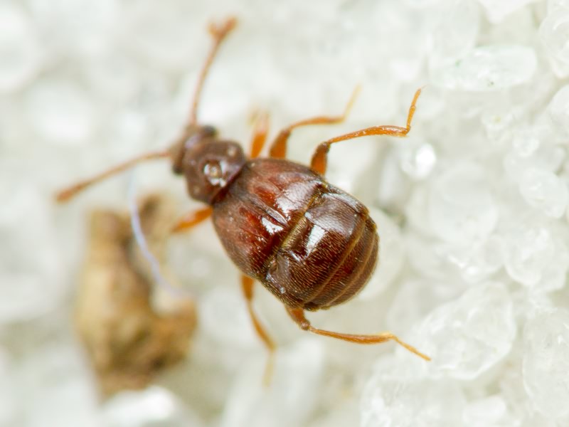 Brachygluta fossulata (Reichenbach, 1816)